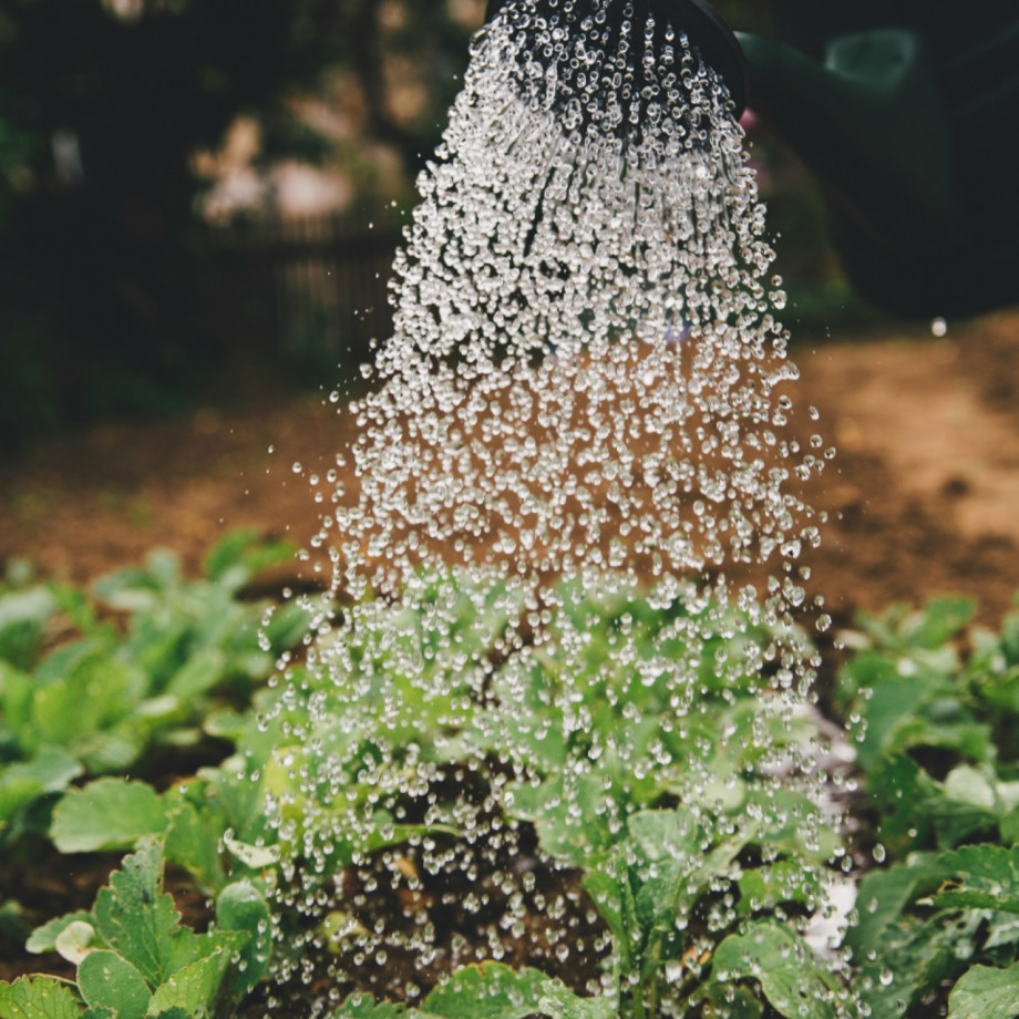 Arrosage et irrigation